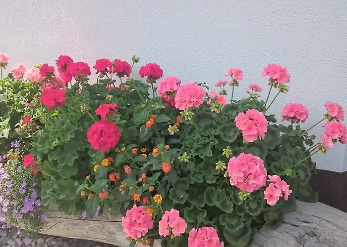 Haus Rosmarie アパート